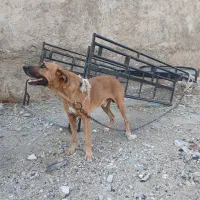 سگ.|سگ|خورموج, |دیوار