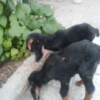 بزغاله ۱۰ روزه