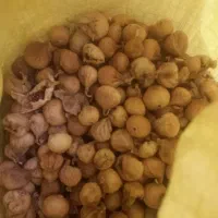 انجیر درجه ۲ مخصوص مربا