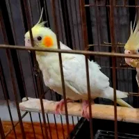 جوجه طوطی عروس لوتیتو تازه دونخور