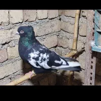 کبوتر