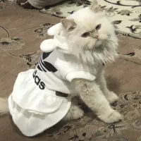 گربه پرشین ماده