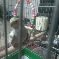 عروس هلندی  .|پرنده|تهران, فلسطین (میدان انقلاب)|دیوار