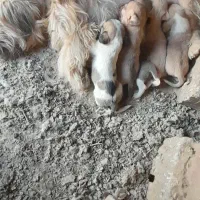 پاکوتاه خشگل|سگ|فیروزه, |دیوار