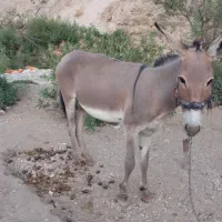 الاغ (خر)