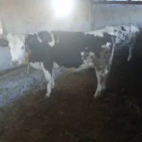 فروش دوراس تلیسه آبستن سیمینتال شکم اول|حیوانات مزرعه|اسلام آباد, |دیوار