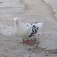 کبوتر تهرانی