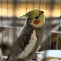 عروس هلندی