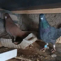 یک جفت دم سفید