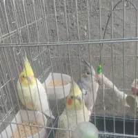 سه تا عروس هلندی سه میلیون