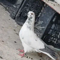 کفتر پرشی|پرنده|یزد, |دیوار