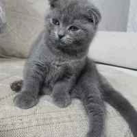 واگذاری گربه اسکاتیش|گربه|گلستان (تهران), |دیوار