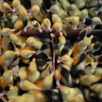 پخش انواع جوجه و بوقلمون