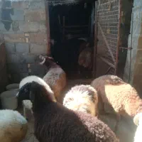 گوسفند بره  نر برای قربانی