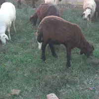 طوقلی قوچ داشتی|حیوانات مزرعه|سیمین شهر, |دیوار