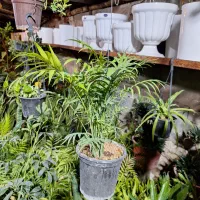 گل اپارتمانی سایه دوست شمادورا