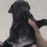 توله سگ پیت بول|سگ|ماهدشت, |دیوار