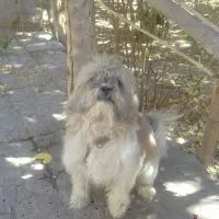 سگ پا کوتا نر و ماده