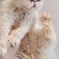 گربه پرشین ماده عقیم نشده زیرقیمت