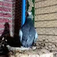 نر مگس آخرت|پرنده|زابل, |دیوار