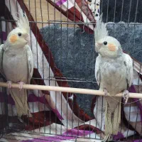 عروس هلندی