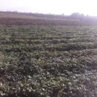 نهال سابرینا توت عالی