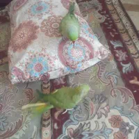 طوطی ملنگو