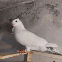 کبوتر سفید کاکلی فری
