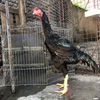 مرغ و خروس لاری اوشامو مشکی طوسی