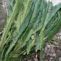 برگ سیکاس