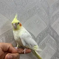 عروس هلندی یک جفتش ۱۵۰۰