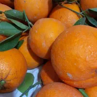 پرتقال تامسون