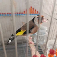 سهره|پرنده|شیراز, شهرک مهرگان|دیوار