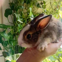 خرگوش|موش و خرگوش|تهران, حصارک|دیوار