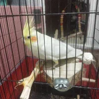 پرنده با قفس