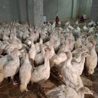 جوجه بوقلمون بیوتی 2ماهه