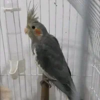 عروس هلندی ماده