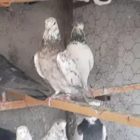 کبوتر