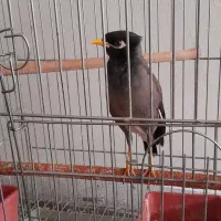مرغ مینا سخنگو وراج
