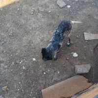 سگ نژاد شکاری|سگ|ماهدشت, |دیوار