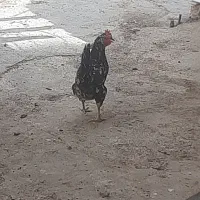 مرغ شرط تخم گذاری