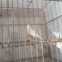 قناری جفت|پرنده|خوی, |دیوار