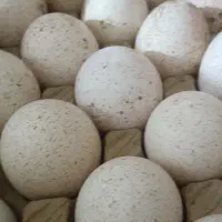 تخم بوقلمون نطفه دار