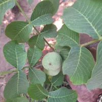 نهال فروشی|خدمات باغبانی و درختکاری|مراغه, |دیوار