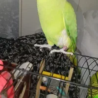 طوطی ملنگو ماده سخنگو|پرنده|تهران, ائمه اطهار|دیوار