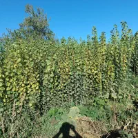 انواع نهال میوه بادام پسته گردو پیوندی و کشت بافت|خدمات باغبانی و درختکاری|نیشابور, دارایی|دیوار