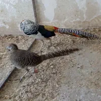 پرنده زینتی لیدی   طاووس|پرنده|شیراز, امام حسین|دیوار