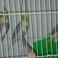 جوجه عروس هلندی|پرنده|گلبهار, شهر جدید گلبهار|دیوار