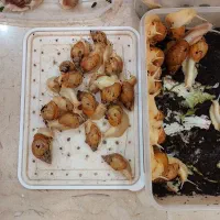 حلزون آچاتینا|خزنده|تهران, بریانک|دیوار