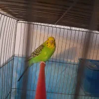 مرغ عشق و تخم جوجه|پرنده|بیرجند, |دیوار